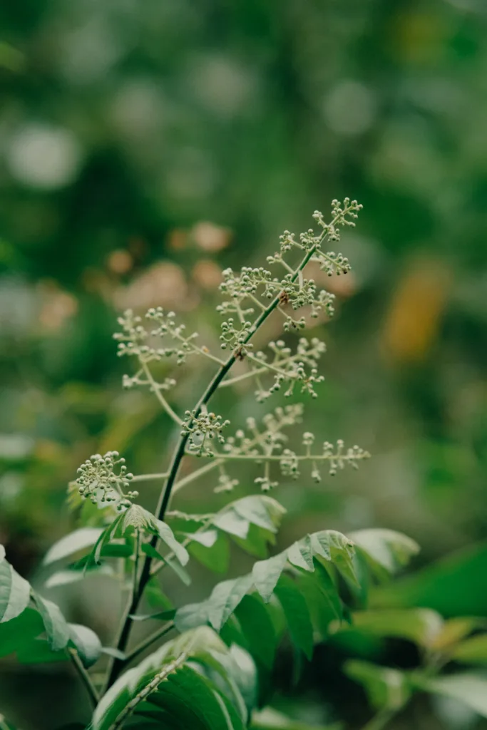 Neem flowers
