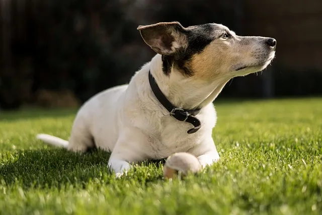 Jack Russell Terrier: