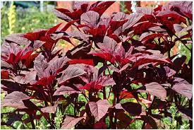 Red amaranth Lal Saag