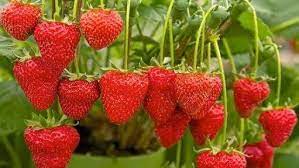 Strawberries Benefits For Health