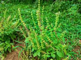 Sabja-Basil-Chia Plant