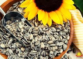 Sunflower Seeds To Plant
