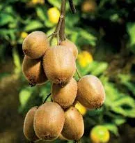 Aadu Fruit/Kiwi Fruit