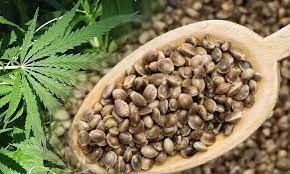 Bhang Ke Beej/Hemp Seeds For Health