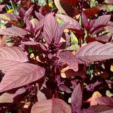 Red amaranth Lal Saag