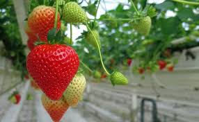 Strawberries Benefits For Health