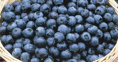 Blueberry Season And Benefits For Health