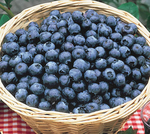 Blueberry Season And Benefits For Health