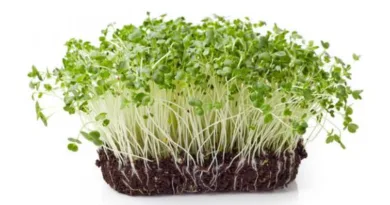 Broccoli Sprouts Seeds