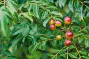 Curry Leaves Benefits For Health