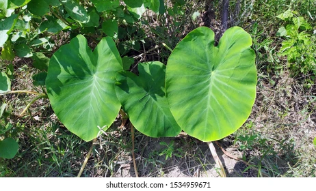 Colocasia-Ghuiya-Arabi For Health