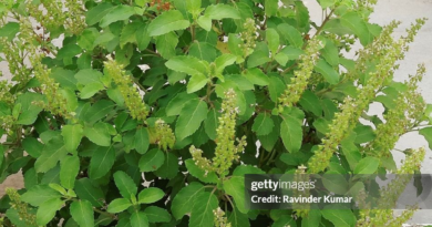 Holy Basil Tulasi Seeds And Leaves