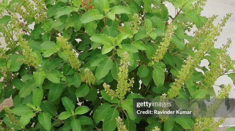 Holy Basil Tulasi Seeds And Leaves