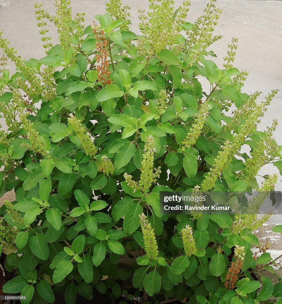 Holy Basil Tulasi Seeds And Leaves  