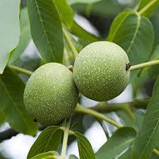 Walnuts-Akhrot For Health