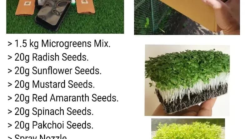 Micro Green Seeds