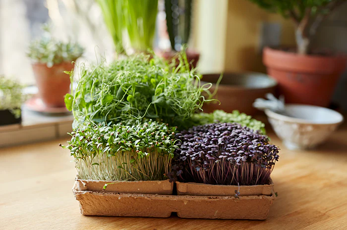 Micro Green Seeds