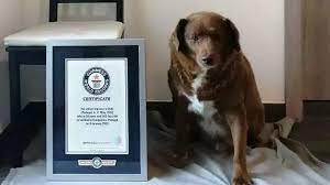 Oldest Dog In The World Loses Title 