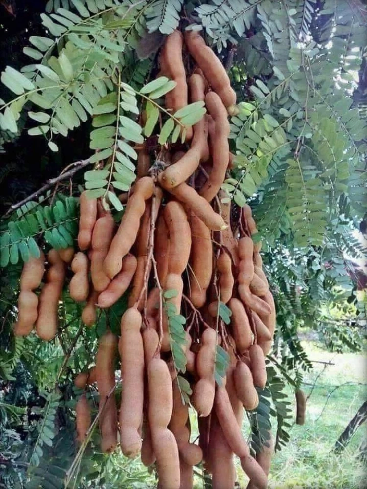  Imli Tamarind