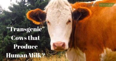 Transgenic Milk By Modified Cows