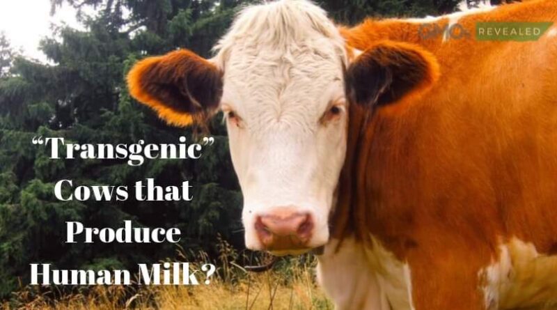 Transgenic Milk By Modified Cows