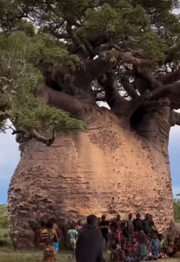 What is a Baobab tree?: 