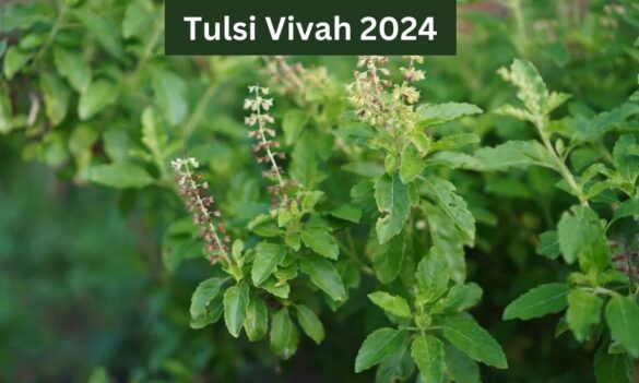 "Celebration of Tulsi Vivah - A divine wedding ceremony of Tulsi Mata and Lord Vishnu, symbolizing prosperity, peace, and blessings for the family."